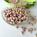 2014 Crop Light Speckled Kidney Beans /Sugar Bean